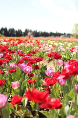 Champs de Tulipe