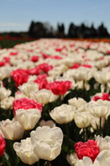 Champs de Tulipe