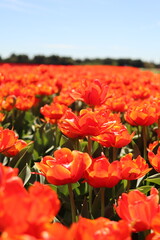 Fototapeta premium Champs de Tulipe