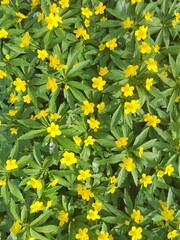 yellow flowers background