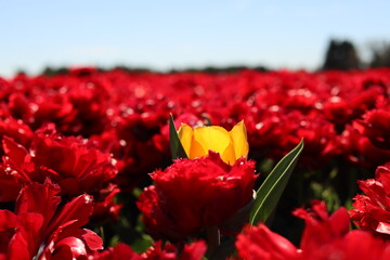 Champs de Tulipe