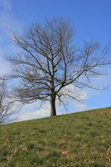 tree in the field