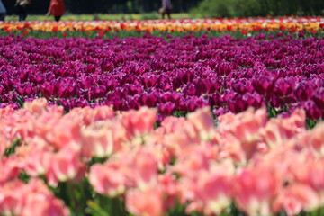 Champs de Tulipe