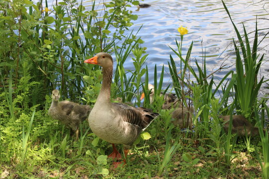 goose on the grass with babies