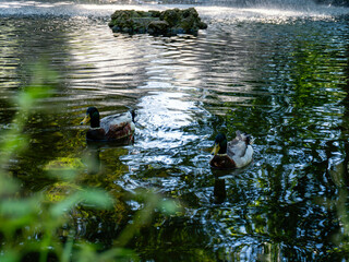 Patos en el agua