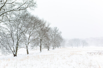 Winter time in Chatham, New Jersey with snowy trees during blizzard