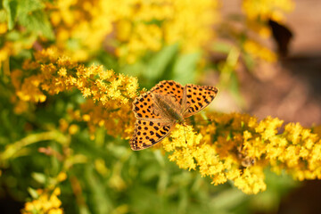 Butterfly Issoria lathonia, on yellow flower .

