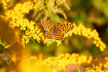Butterfly Issoria lathonia, on yellow flower .
