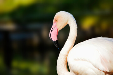 Side portraif of elegant flamingo.	
