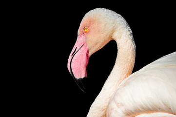 Side portraif of elegant flamingo.	
