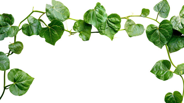 A green vine with leaves that are pointed and have a heart shape