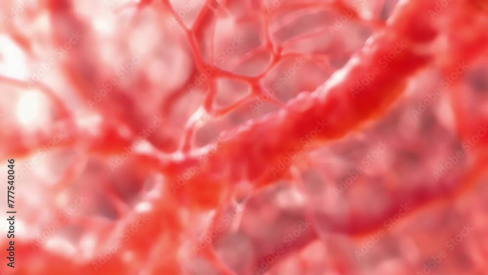 Poster a microscopic view of vessels showcasing the intricate network of small capillaries and larger arter