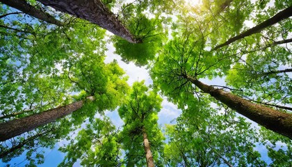 Sylvan Ceiling: Green Treetops Above