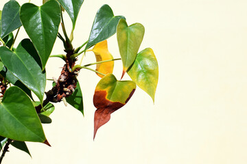 Browning, yellowing or drying anthurium leaves. Plant problems, the concept of houseplant care