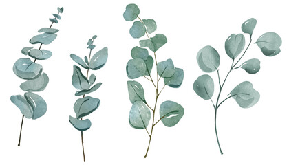 Watercolor hand painted eucalyptus branch illustration set.