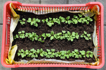 Radishes (young plants) growing in soil substrate in plastic crate, lined with a plastic bag. Vegetable cultivation without flower bed or garden