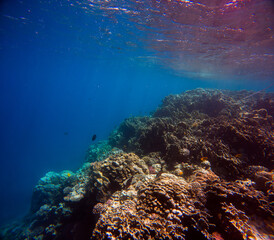 Underwater view of the coral reef with fishes and corals.