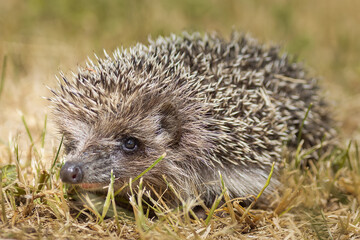 hedgehog on the grass. - 777548015