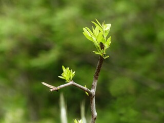 green jujube | Ziziphus jujuba trees leaves closeup