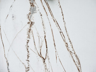 climber tree roots scrarth on the white wall
