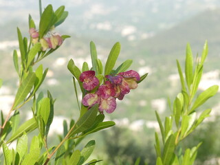dodonaea viscosa jacq flowers Pakistan