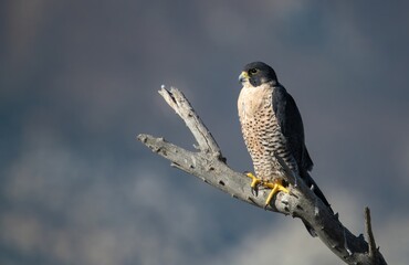 Peregrine falcon perched on a bare branch against dramatic clouds in the background