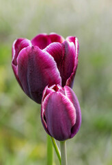 Dark burgundy purple tulip with white feathers on the edges. Jackpot