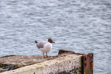Black headed gull chroicoccephelus ridibundus perched on a sea defence wall