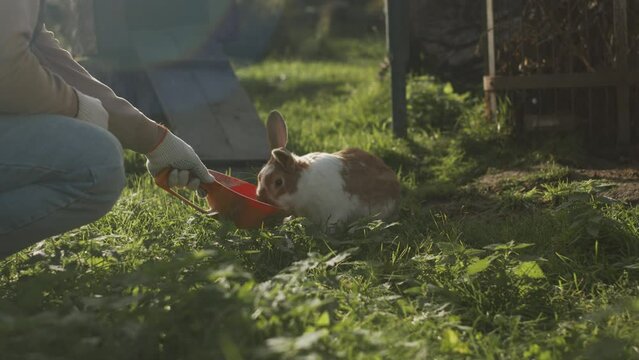 Lens flared cropped shot of unrecognizable male farmer feeding wild rabbit from shovel spoon while squatting on green grass beside chicken paddock outdoors on organic animal farm
