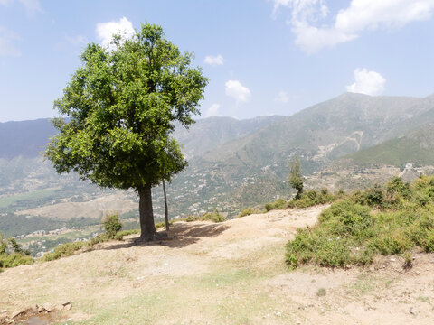 Red Sandalwood tree | Juniper tree in the mountains | landscape of NWFP Pakistan