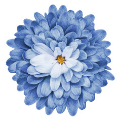 Blue  chrysanthemum flower  on  isolated background with clipping path. Transparent background.  Closeup.