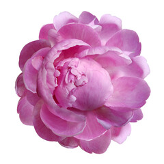 Pink peony flower  on  isolated background with clipping path. Closeup. For design.  Transparent background.  Nature.