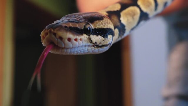 A python strangles a snake held by a man