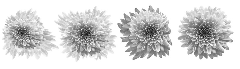 Set  Chrysanthemum flower  on   isolated background. Closeup.. . Transparent background.   Nature.