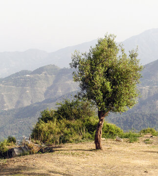 Red Sandalwood tree | Juniper tree in the mountains landscape of NWFP Pakistan