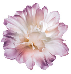 Pink  tulip flower  on  isolated background . Closeup. For design.  . Transparent background.   Nature.