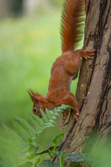 Squirrel in the park climbing down the tree trunk