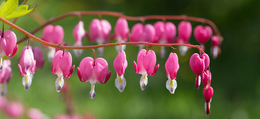Dicentra flower branch in full bloom, delicate heart shaped petals and unique structure.