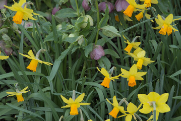 London, UK, 4 March 2024: Close up taken on a bright, sunny day in spring time, of yellow daffodils...