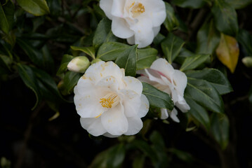 London, UK, 4 March 2024: White rose in the garden
