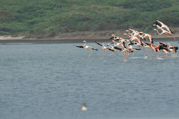 Greater flamingo is the largest living species of flamingo