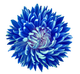 Aster  flower  on isolated background with clipping path. Closeup. For design. . Transparent...