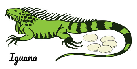 Green Iguana with eggs vector hand drawn illustration. Big lizard  isolated on white background for zoo pet shop poster, flyer,  package, book design, child education.
