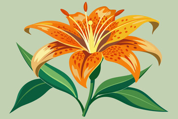 orange lily isolated on white background 