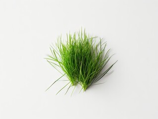 A small green grass on a white background.