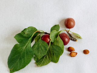 three plums on a branch with leaves and three seeds on a white background