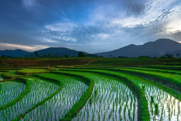 Zelfklevend Fotobehang Beautiful morning view indonesia Panorama Landscape paddy fields with beauty color and sky natural light © FaiV007