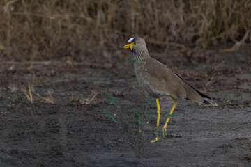 African wattled lapwing (Vanellus senegallus)