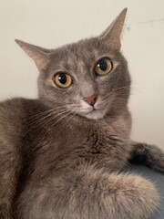 Domestic fluffy gray cat, pet. Feline 