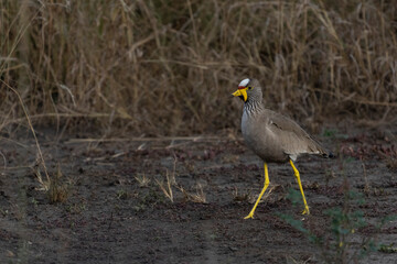 African wattled lapwing (Vanellus senegallus)